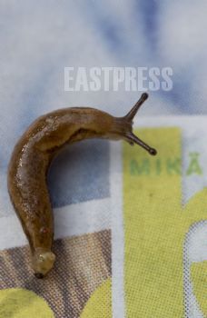 EA266630, Eastpress, Porvoo, Finland